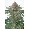 Fast Buds Strawberry Pie Auto neobsahuje THC 5 semen