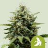 Royal Queen Seeds Fat Banana Auto Balenie: 5 ks 0% THC