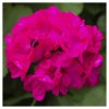 Muškát pásikavý vzpriamený Nekita F1 Deep Rose - Pelargonium zonale - semená - 4 ks