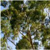 Eukalyptus citrónový - Corymbia citriodora - Eucalyptus citriodora - semená - 5 ks