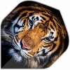 Designa Letky Motley Collection - Tiger F4369