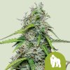 Royal Queen Seeds Royal Gorilla Automatic Balenie: 1 ks 0% THC