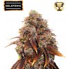 Seedstockers - Gelato 41 25 ks - Semená neobsahujú THC