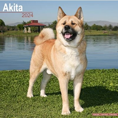 Akita Square Dog Breed Wall 16 Month 2024