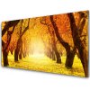 Sklenený obklad Do kuchyne Les chodník stromy príroda 100x50 cm