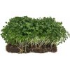 Hortus Pestovateľská Rukola na microgreens, 100 g