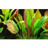 Echinodorus Red Diamond