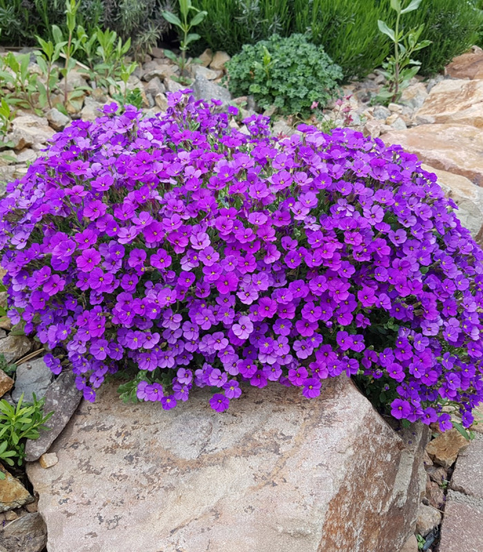 Tarička záhradná fialová - Aubrieta hybrida - predaj semien trvaliek - 200 ks