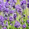 Herbarium Projekt Organická Levanduľová voda (hydrolát) VONIAVA - 1000ml