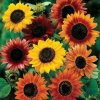 Semená slnečnice Ozdobný (Helianthus Annuus) MIX ODRÔD A FARIEB 1000 g