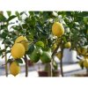 Citrónovník (Citrus limon) ´MEYERI´ - výška 140-150 cm, obvod kmeňa 4/6 cm, kont. C35L