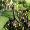BIO Fazuľa Blauhilde - Phaseolus vulgaris - predaj bio semien - 25 ks