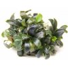 Dennerle Bucephalandra spec. ´Serimbu Brown´ In-Vitro