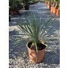 Yucca rostrata v celkovej výške 55 cm