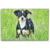 Vymalujsisam.sk Diamantovanie podľa čísiel - Šteniatko v tráve Veľkosť: 40x60cm, Rám: Na kartónovej doske, Diamanty: Hranaté
