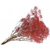Stabilizovaná Gypsophila - Nevestin závoj 80g - červený