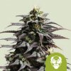 Royal Queen Seeds Cannabis Seeds Grandaddy Purple Auto 1 pcs