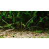 Cryptocoryne tonkiensis