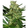Sensi Seeds Pumpkin Spice Research semena neobsahují THC 5 ks