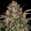 Barney´s Farm - Peyote Critical 5 ks - Semienka neobsahujú THC