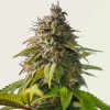 Kera Seeds - OG Kush Auto 1 ks - Semená neobsahujú THC