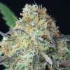 Anesia Seeds - Rainbow Donut Auto 3 ks - semená neobsahujú THC