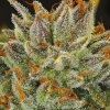 Anesia Seeds - Fat Monkey Auto 3 ks - Semená neobsahujú THC