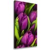 Vertikálny foto obraz na plátne Fialové tulipány 50x100 cm