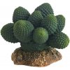 Hobby Kaktus Atacamma 7 cm