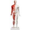 Anatomická akupunktúrna figurína muža so svalstvom