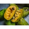 Asimina trojlaločná (Asimina triloba) ´PAW PAW´ - výška 70-80 cm, kont. C10L