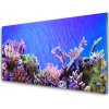 Obraz plexi Koralový útes príroda 100x50 cm