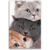 Maľovanie podľa čísel - Tri mačiatka - 40x60 cm, bez dřevěného rámu - výroba CZ