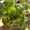 Paradajka Limetto F1 - Solanum lycopersicum - semená - 5 ks