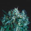 Pyramid Seeds Gorila Fast semena neobsahují THC 5 ks