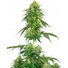 Sensi Seeds Cannabis Seeds Strawberry Kush Feminizované od White Label, 3-10 ks 10 ks
