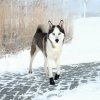Trixie topánka WALKER ACTIVE 2ks