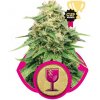 Royal Queen seeds Critical neobsahují THC 3 ks