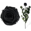 Stabilizovaná ruža - čierna (Voľné balenie, Black)
