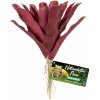 Zoo Med Fireball Bromeliad M