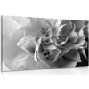 Obraz lupienky karafiátu v čiernobielom prevedení
