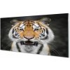 Sklenený obraz tiger 100x50 cm