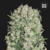 Bulk Seed Bank - White Prussian 5 ks - Semená neobsahujú THC