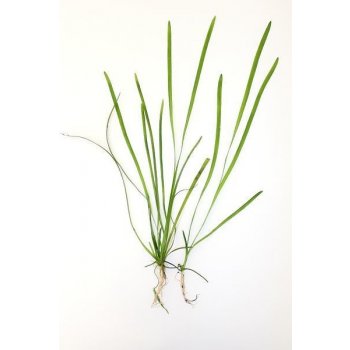 Vallisneria spiralis