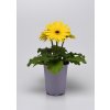 Gerbera jamesonii Colorbloom Yellow Dark Eye 1000 semien