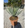 Yucca rostrata v celkovej výške 60 cm