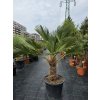 Trachycarpus wagnerianus v celkovej výške 140 cm