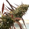 Humboldt Seed Organization - Ghost of NYC 5 ks - Semená neobsahujú THC