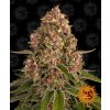 Barney's Farm Pink Kush neobsahuje THC 3 ks