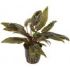 Cryptocoryne Wendtii 